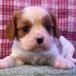 Lena - Blenheim female Cavalier King Charles Spaniel puppy in Crawford, Tennessee from Lilly Lane Spaniels