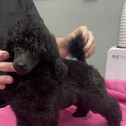 Poodle Puppies from Makays poodles