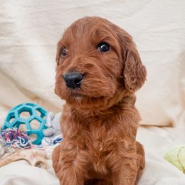 Irish Doodle Puppies from Foxrun Litters