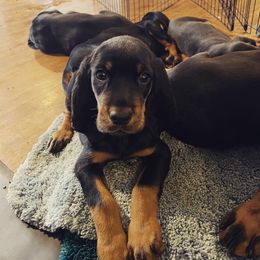 Black and Tan Coonhound Puppies from Toodaloo Coonhounds