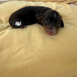 Bonbon - Chocolate and tan female Dachshund puppy in Cave City, Kentucky from Mammoth Cave Dachshunds