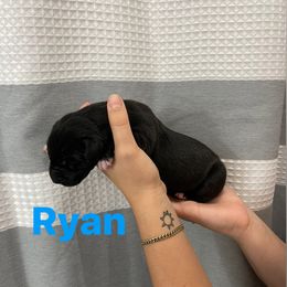 Great Dane Puppies from RP DANES