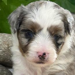 Charmayne - Blue merle female Aussiedoodle puppy in Arrington, Tennessee from Tumblin T Aussies and Aussiedoodles