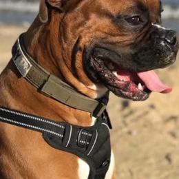 Cooper - Boxer