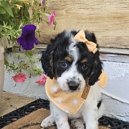 Georgia - Black and white female Bernedoodle puppy in Decatur, Georgia from So Adoodable