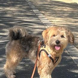 Yorkipoo Puppies from TheSocialk9