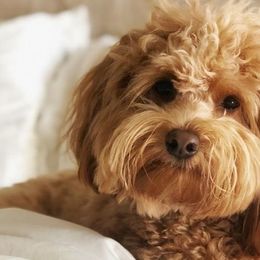 Goldendoodles from Kaosfarm Goldendoodles