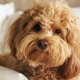 Goldendoodles from Kaosfarm Goldendoodles