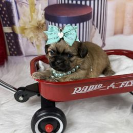 Porsche - Liver female Shih Tzu puppy in Columbia, Kentucky from Lisa Bandy Shih Tzu