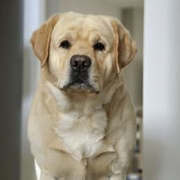 Labrador Retrievers from Dunroamin’ Labradors