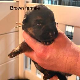 Brown Collar - Black and red female German Shepherd puppy in Puyallup, Washington from Majestic Royal German Shepherd’s