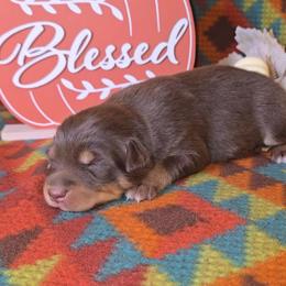 Red Tri Female - Red tri-color female Australian Shepherd puppy in Crossville, Alabama from Bluff View Aussies
