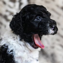 Portuguese Water Dogs from Flying Star PWD