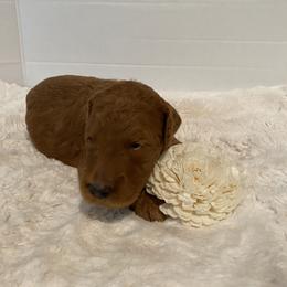 Goldendoodle Puppies from Dhalia’s Doodles