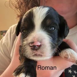 Roman - Tri-color male Bernedoodle puppy in Eagle Mountain, Utah from Liberty Farms Puppies