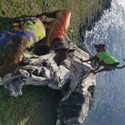 German Pinscher All Grown Up from RiverRAT Barn Hunt
