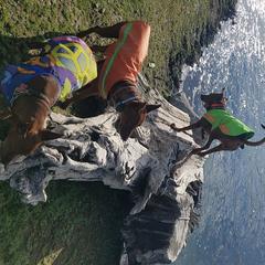 German Pinscher All Grown Up from RiverRAT Barn Hunt