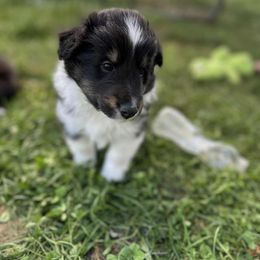 Tri Male Collar - Black white and tan male Shetland Sheepdog puppy in New York, New York from GrapeView Shetland Sheepdogs