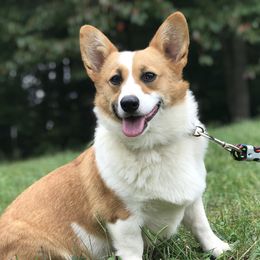 Limmie - Pembroke Welsh Corgi