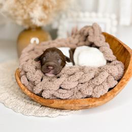 Rolo - Parti male Goldendoodle puppy in Ooltewah, Tennessee from Allison Family Doodles