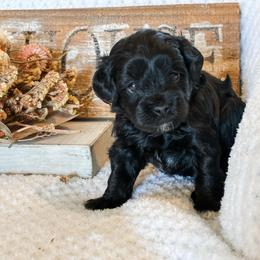 Peppermint Patty - Black female Havapoo puppy in Marquand, Missouri from Perfectly Playful Doodles
