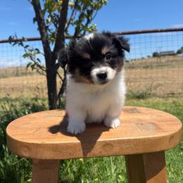 Georgia - Black and tan female Pembroke Welsh Corgi puppy in Red Bluff, California from Wilder Ranch Corgis