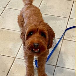 Mochi - Australian Labradoodle