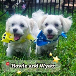 Wyatt - White male Mal-Shi puppy in Belleville, Michigan from Michigan Maltese Puppies