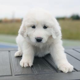 Girl 4 Magenta - White female Great Pyrenees puppy in Yakima, Washington from Naches Heights Ranch