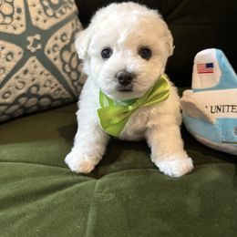 Green boy - White male Bichon Frise puppy in Lake Elsinore, California from Amber's Bichon Frise and Poodles