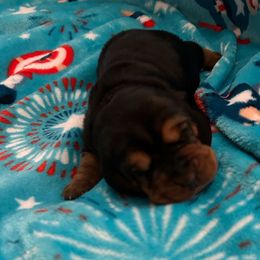 Girl 1 - Black tan and white female Basset Hound puppy in Columbus, Ohio from Olveras Hound of Ohio