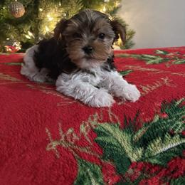 Koda - Parti male Yorkshire Terrier puppy in Fredericksburg, Virginia from VA Exclusive Yorkies