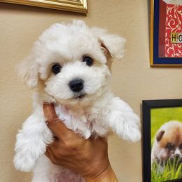 Baby Pink - White and buff female Bichon Frise puppy in Cape Coral, Florida from Arralaine Pups