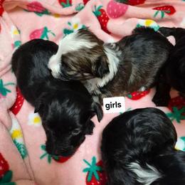 Girl 1 - Fawn sable female Havanese puppy in Manchester, Texas from Mimi's Havanese
