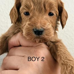 Bernedoodle, Goldendoodle, and Poodle Puppies from Beach Doodles