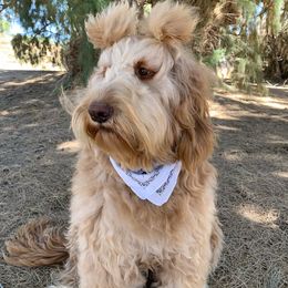 Bailey - Goldendoodle