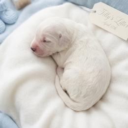 Cutie - Cream male Goldendoodle puppy in Clifton, Arizona from Denim & Doodles