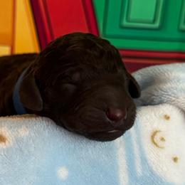 Grover - Brown male Poodle puppy in Thornton, Colorado from Shandy Poodle