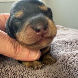 Blake - Black and tan male Dachshund puppy in Knoxville, Tennessee from East TN Dachshunds