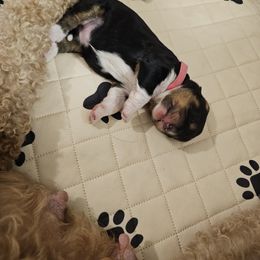Aussiedoodle Puppies from Parrish Precious Ones