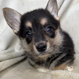 Wanda - Black and tan female American Corgi puppy in Grants Pass, Oregon from KnR Antler Dogs