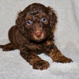 Violet - Phantom female Bernedoodle puppy in Ohio from Moore Doodles