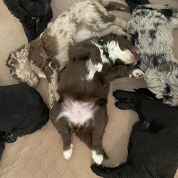 Goldendoodle, Labradoodle, and Sheepadoodle Puppies from The Parrish Doods