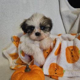 Boy 3 - Tricolor male Shih Tzu puppy in Vernon, Texas from Jennifer's Shih Tzus