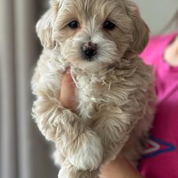 Gentle - Apricot male Maltipoo puppy in Charles City, Virginia from Historic triangle doodles Charles City, Virginia