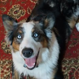 Diesel - Australian Shepherd