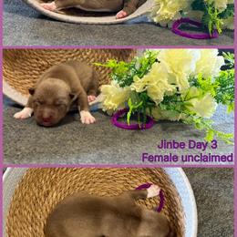 Jinbe - Red and white female Siberian Husky puppy in Canton, Ohio from Bleu Skies Siberian Huskies