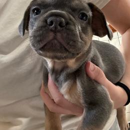 Daisy - Blue female French Bulldog puppy in Springfield, Missouri from Taylor