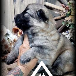 Orion - Sable male German Shepherd puppy in Sequim, Washington from German Shepherd Haus