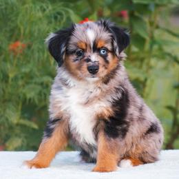 Milo - Blue merle male Miniature American Shepherd puppy in Chocowinity, North Carolina from Foxtail Hollow